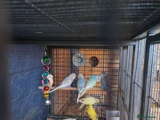 Budgerigars birds For sale - Advert 19