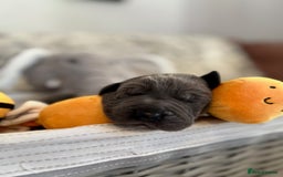 Great Dane dogs for sale: Great Dane puppies - Image 33