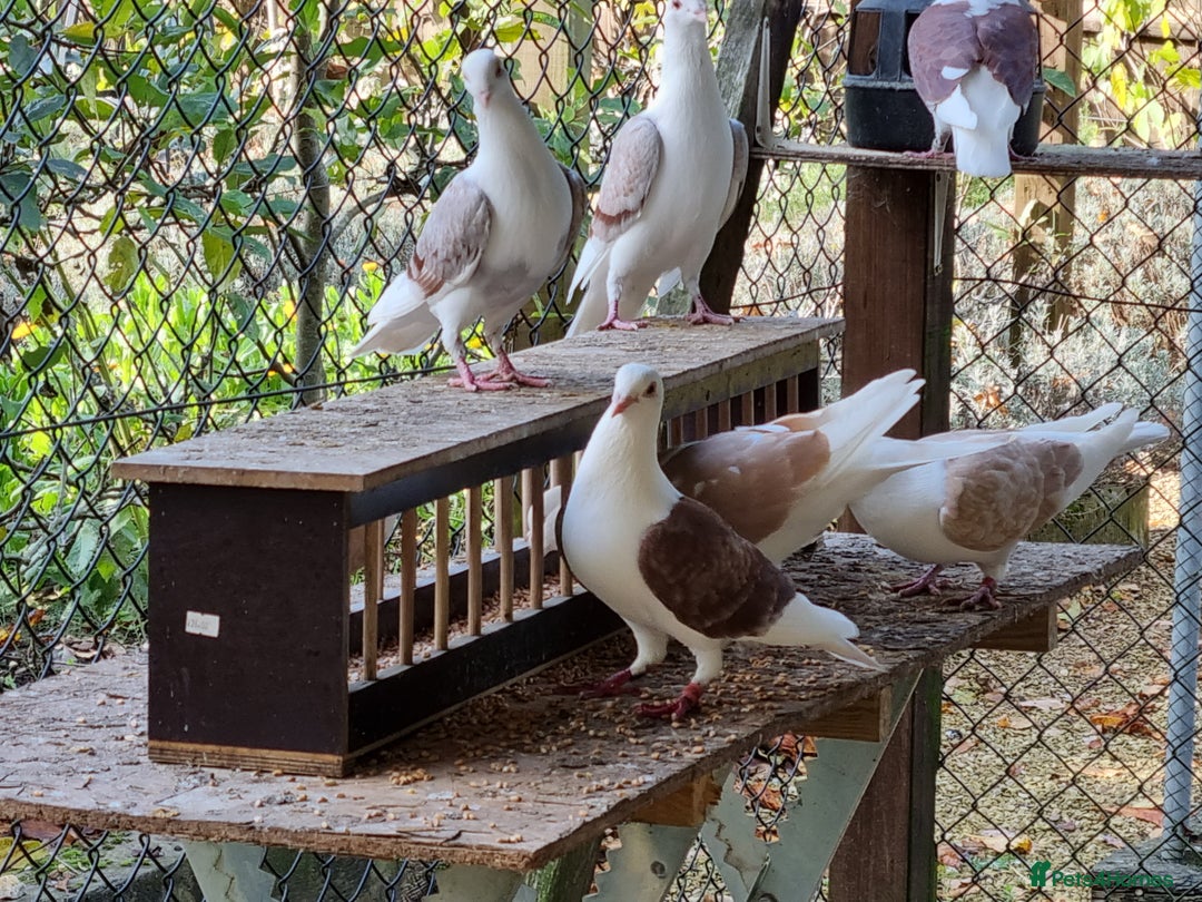 Pigeons birds for sale: sadleback hommers for sale - Advert 15