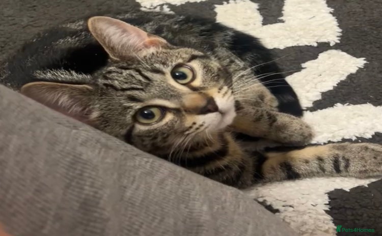 Domestic Shorthair cats - Advert 4