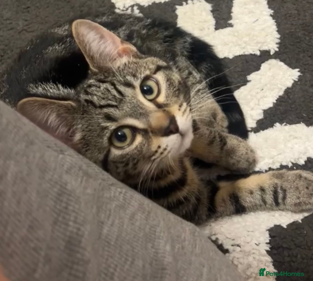 Domestic Shorthair cats for sale: Looking for a loving home for our loved male cat. - Image 1