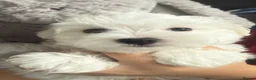 Maltese dogs for sale: Maltese puppy’s  - Advert 2