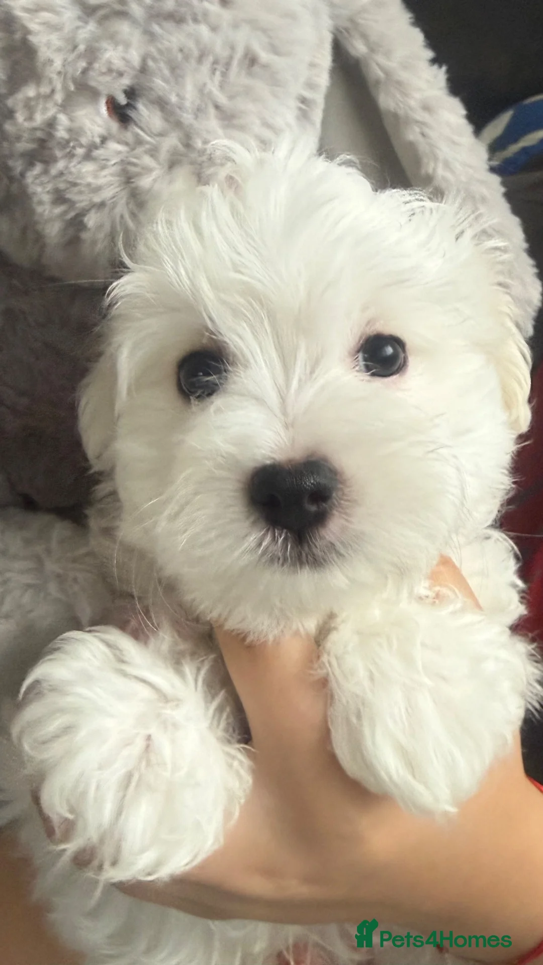 Maltese dogs for sale: Maltese puppy’s  - Advert 2