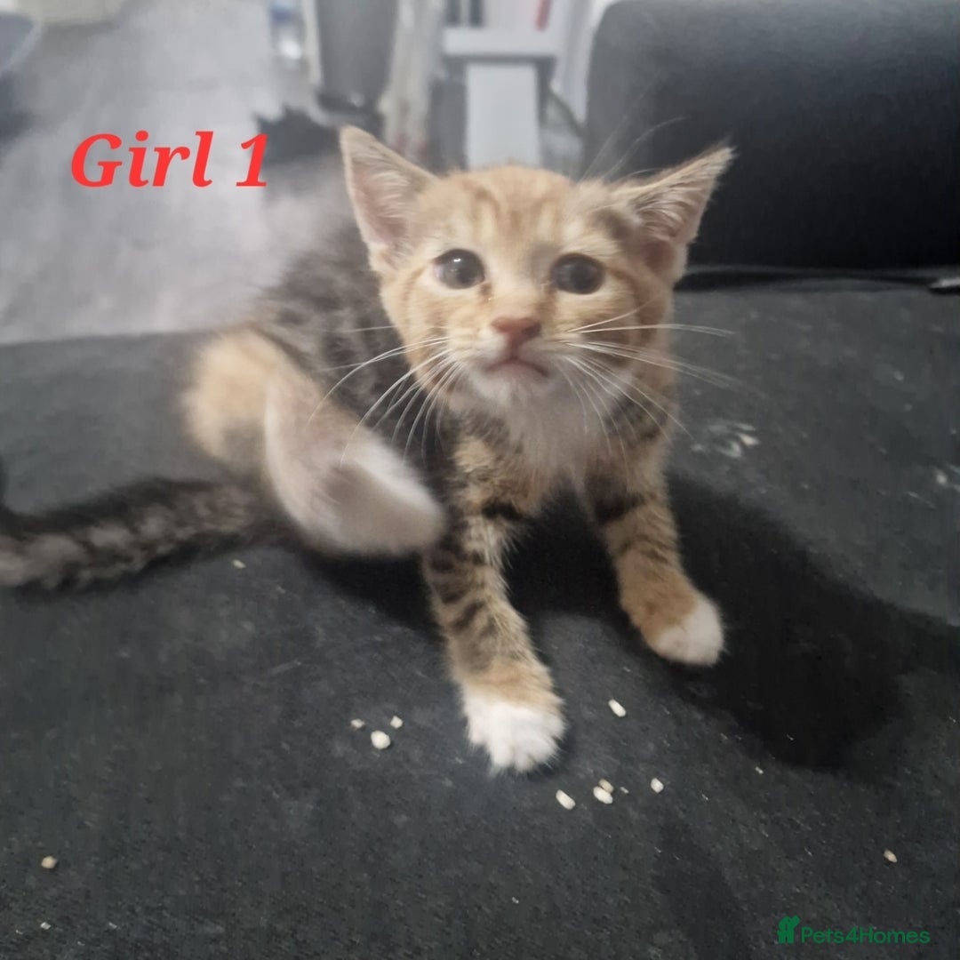 Mixed Breed cats for sale: Beautiful kittens for sale - Image 12