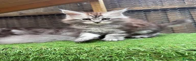 Maine Coon Kitten 2