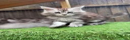 Maine Coon cats for sale: Pedigree Maine Coon kittens champion blood line - Advert 10