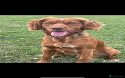 Cocker Spaniel dogs for sale: Working Cocker spaniel puppies - Image 7