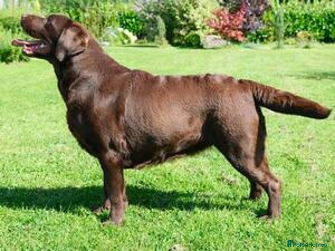 Labrador Retriever dogs for sale: Ready to leave Chunky Show type Labrador puppy - Advert 4