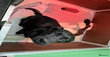 Labrador Retriever dogs - Advert 12