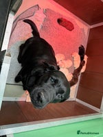 Labrador Retriever dogs - Advert 2