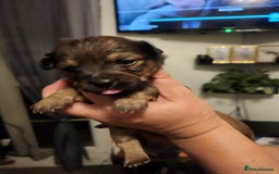 Mixed Breed dogs for sale: Beautiful jackchi puppies  - Image 25