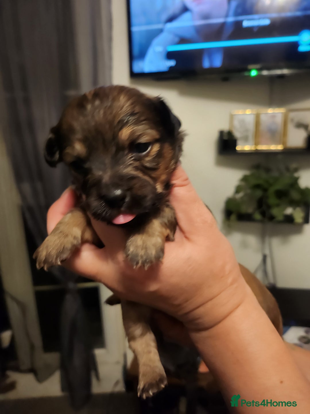 Mixed Breed dogs for sale: Beautiful jackchi puppies  - Image 25