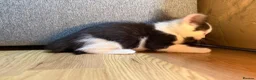 Korat cats for sale: Kittens Looking for Their Forever Homes - Advert 26