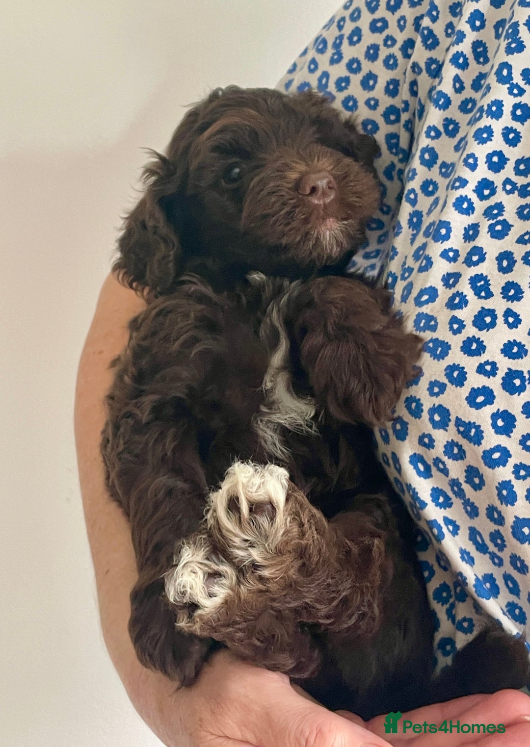 Schnoodle dogs for sale: F1 mega coated mini cross Schnoodles - Image 21