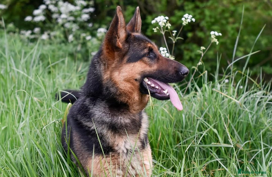German Shepherd dogs for sale: 5 Generation KC - straight backed GSD puppies  - Image 8