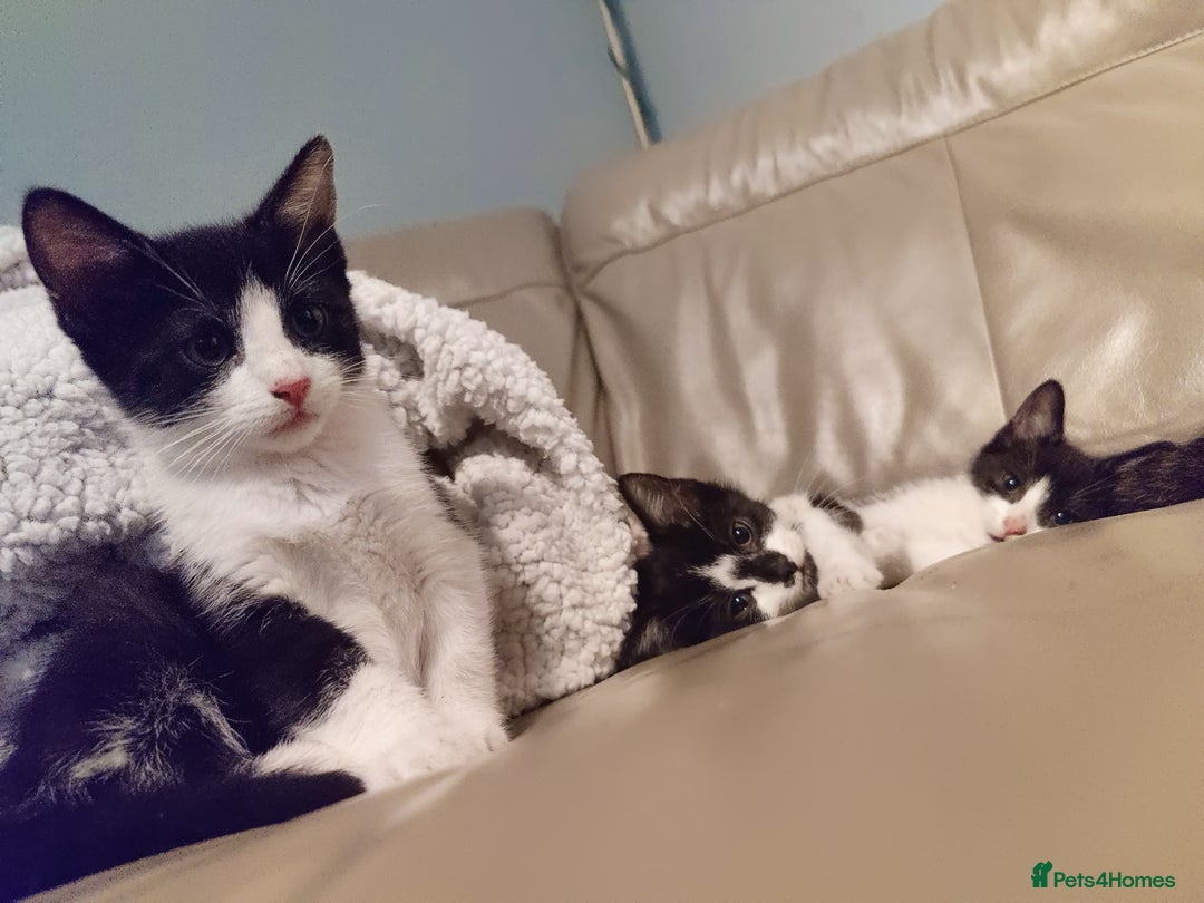 European cats for sale: 4 beautiful black and white kittens  - Advert 5