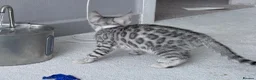 Bengal cats for sale: Gray Bengal kittens - Advert 6