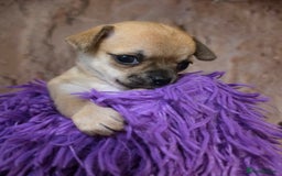 Chihuahua dogs for sale: CHIHUAHUA PUPPY  - Advert 9