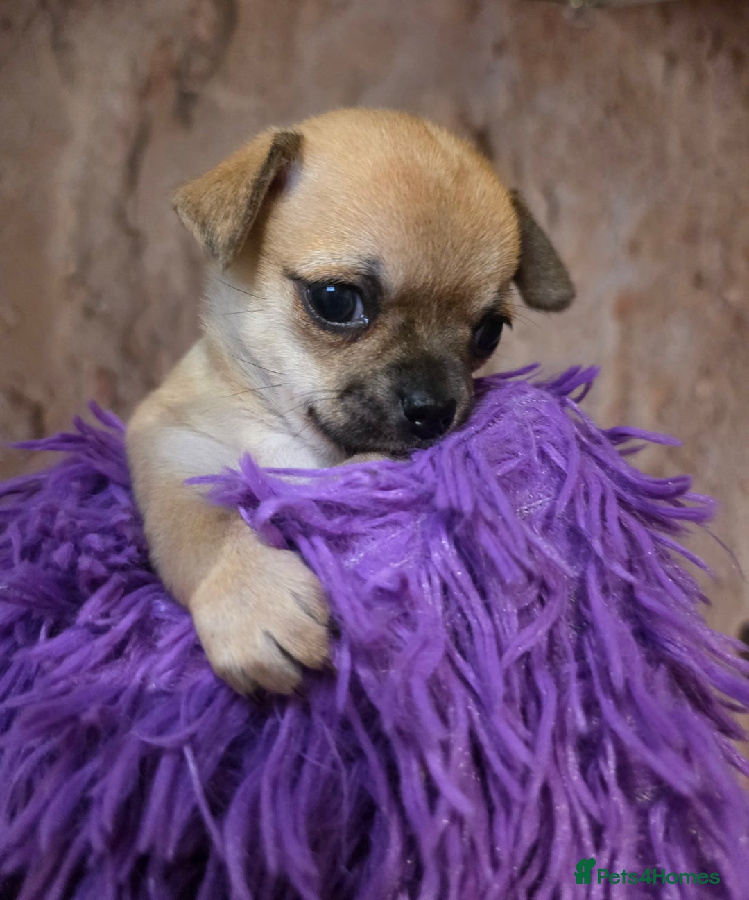 Chihuahua dogs for sale: CHIHUAHUA PUPPY  - Advert 9