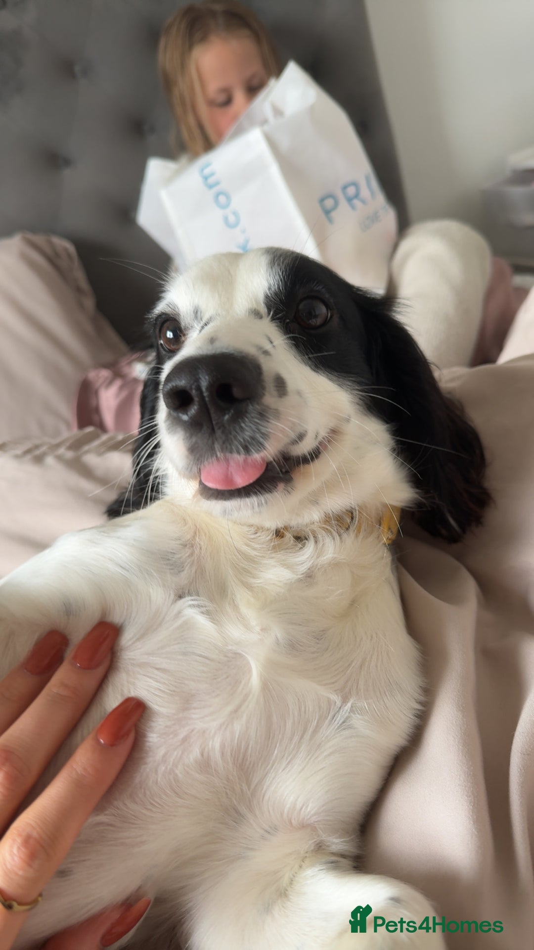 Cockapoo dogs for sale: Baby boy 🩵 - Image 2