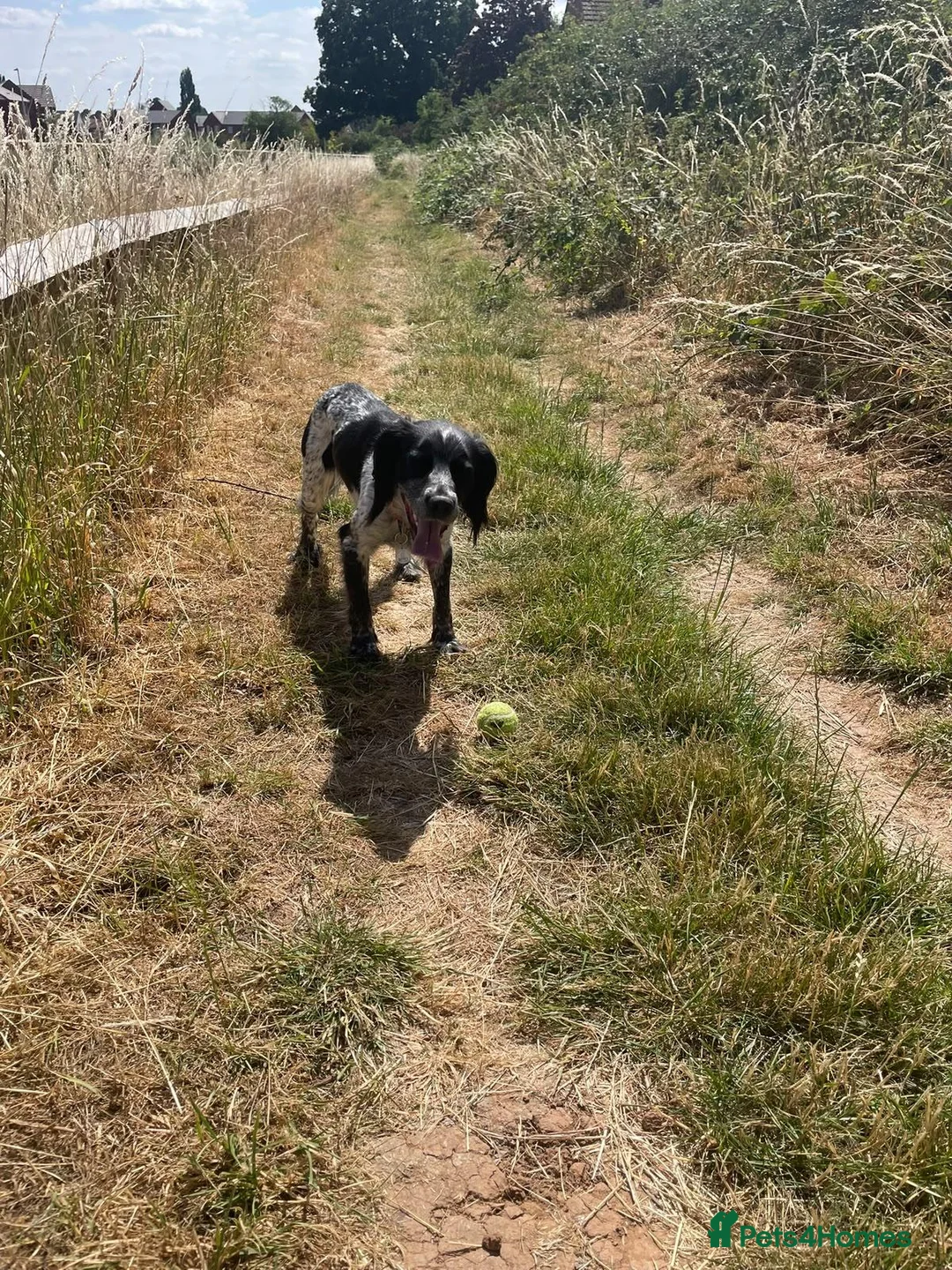 Mixed Breed dogs for sale: Hi looking for a forever home for my dog "buddy" in Nuneaton - Advert 2