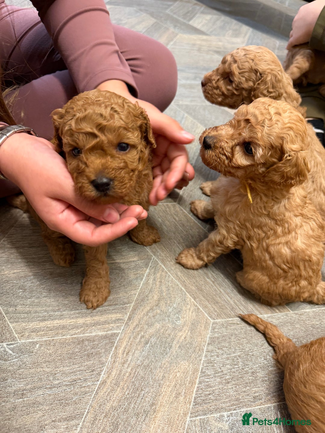 Miniature Poodle dogs for sale: Miniture poodles - READY TO LEAVE!!   - Image 2