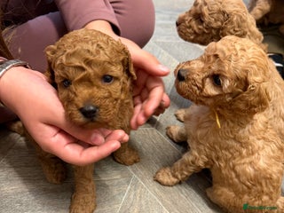 Miniature Poodle dogs - Advert 12