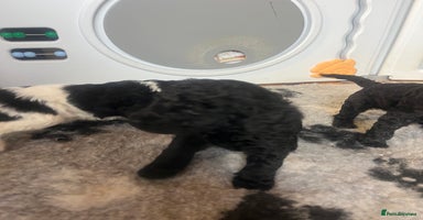 Standard Poodle dogs - Advert 1