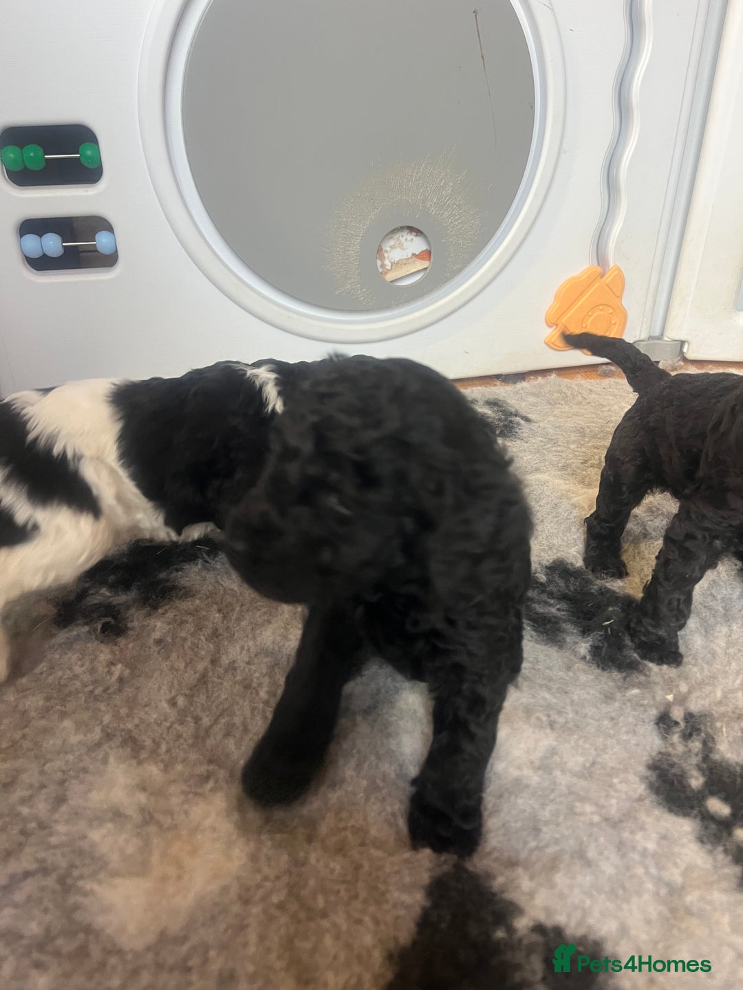 Standard Poodle dogs for sale: BEAUTIFUL STUNNING STANDARD POODLE PUPPIES - Image 3