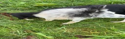 Border Collie dogs for sale: Border collie puppies  in Lanark - Advert 3