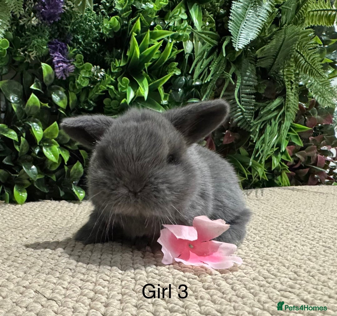 Mini Lop rabbits for sale: ⭐️ pure bred mini lops ⭐️ ready 27th dec - Advert 11