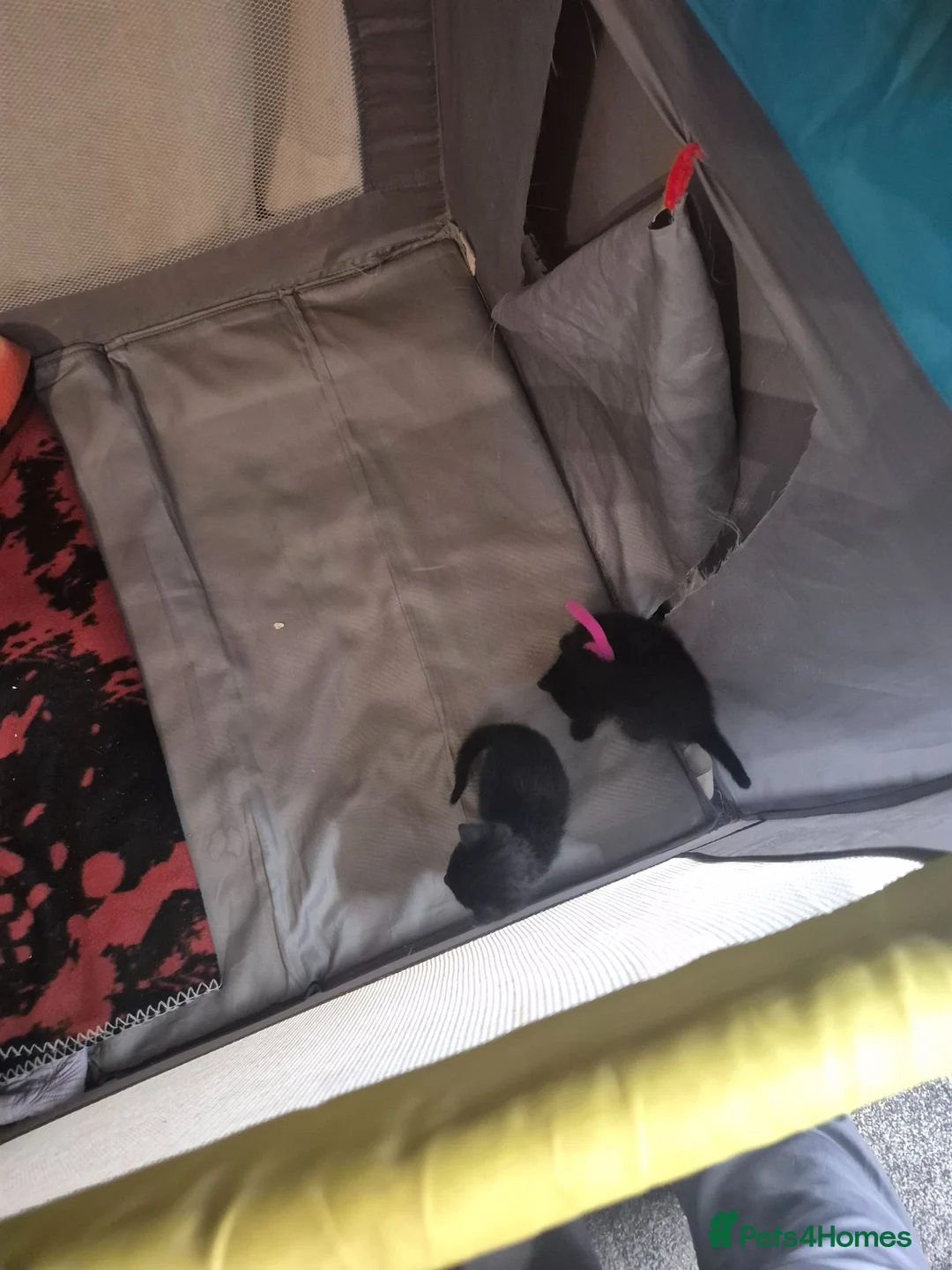 Mixed Breed cats for sale: Fluffy black and grey kittens  - Advert 2