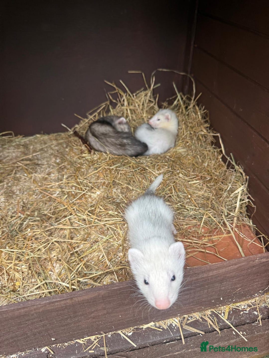 Ferret rodents for sale: Two gills looking for new homes  - Image 3
