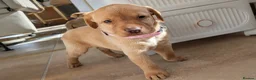 Labrador Retriever dogs for sale: Fully Health Tested/RKC Labrador Pups - Ready May - Advert 10