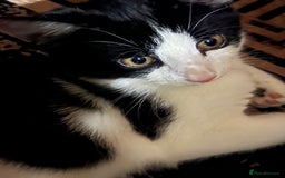 British Shorthair cats for sale: Male cat  - Image 3