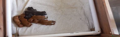 Cocker Spaniel 6