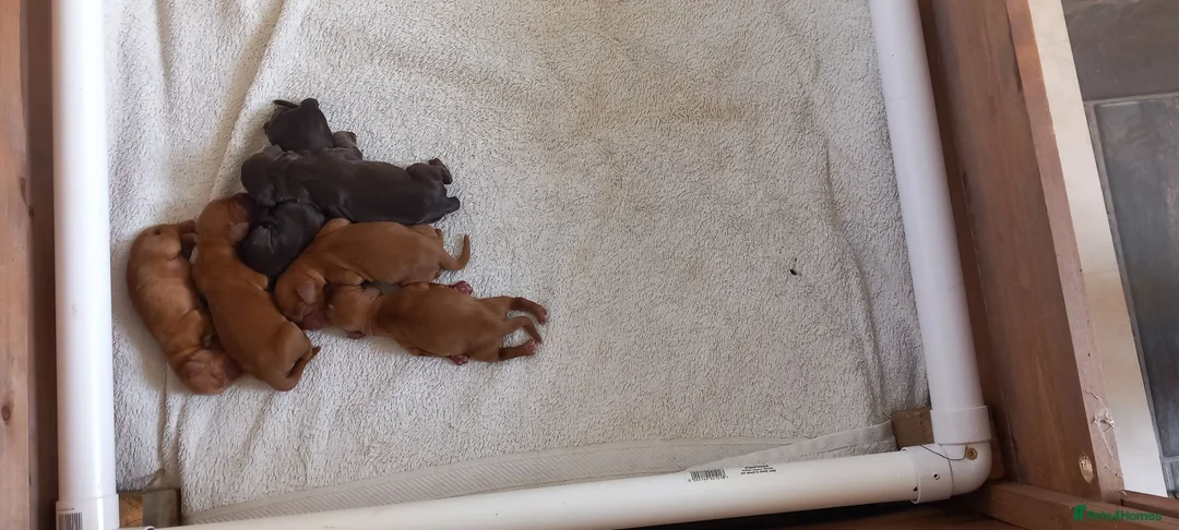 Cocker Spaniel dogs for sale: Five dogs and 1 bitch in Melton Mowbray - Advert 2