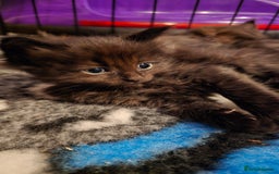 Maine Coon cats for sale: Stunning Maine Coon X  - Image 11
