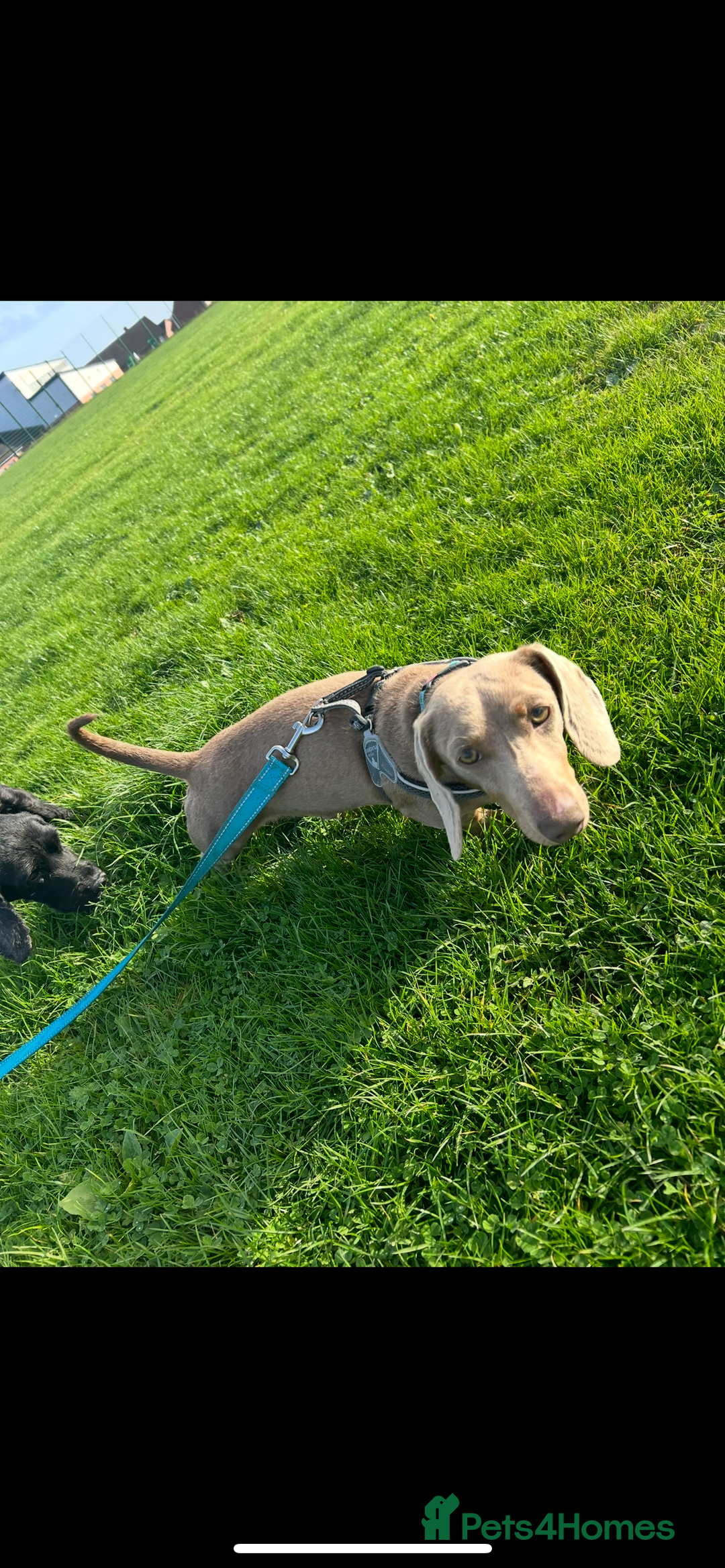 Miniature Dachshund dogs for stud: Mini dachshund STUD - Advert 4