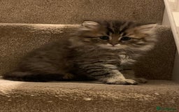 Persian cats for sale: 2 beautiful Persian kittens available from today  - Image 1