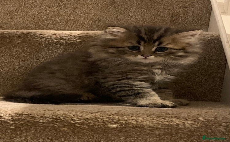 Persian cats - Advert 7