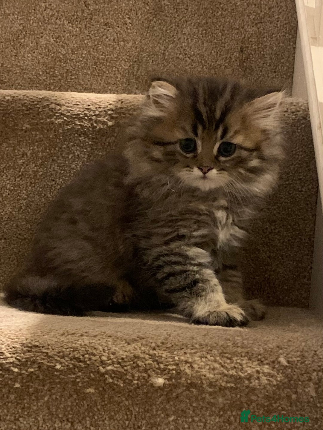 Persian cats for sale: 2 beautiful Persian kittens available from today  - Image 1