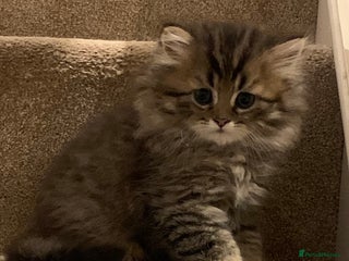 Persian cats - Advert 5