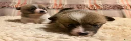 Welsh Corgi Pembroke dogs for sale: 5 Welsh Pembrokeshire Corgis Puppies For sale in Llandysul - Advert 5