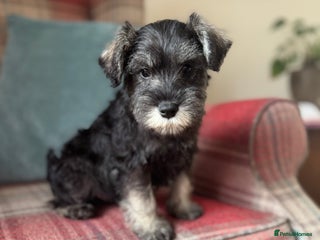 Miniature Schnauzer dogs KC registered, health tested puppies ready now - Advert 6