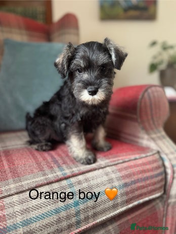 Miniature Schnauzer dogs KC registered, health tested puppies ready now - Advert 1