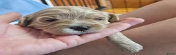 Mixed Breed dogs for sale: 4 beautiful pups for sale in Chorley - Advert 5