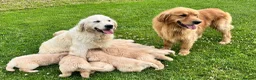 Golden Retriever dogs for sale: Beautiful KC Golden Retriever Puppies - Advert 10