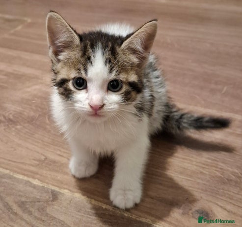 Mixed Breed cats - Advert 8