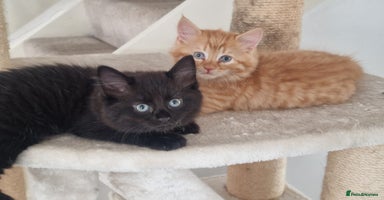 Mixed Breed cats - Advert 9